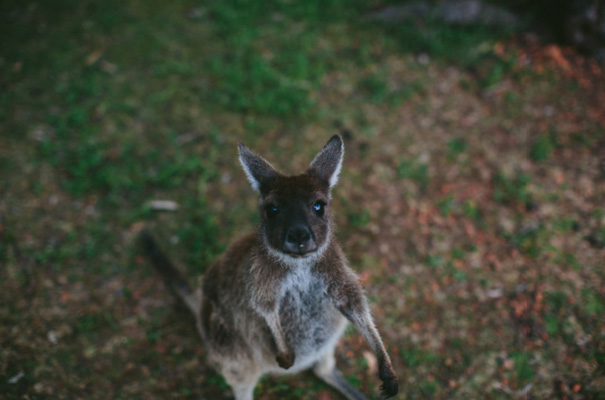 perth-west-australian-kangaroo-wedding-flowers-photographer-inspiration38