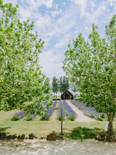 picturesque lavender fields at Sault Daylesford