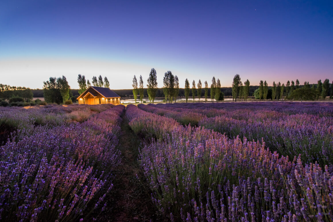 lavender field wedding venue in Daylesford
