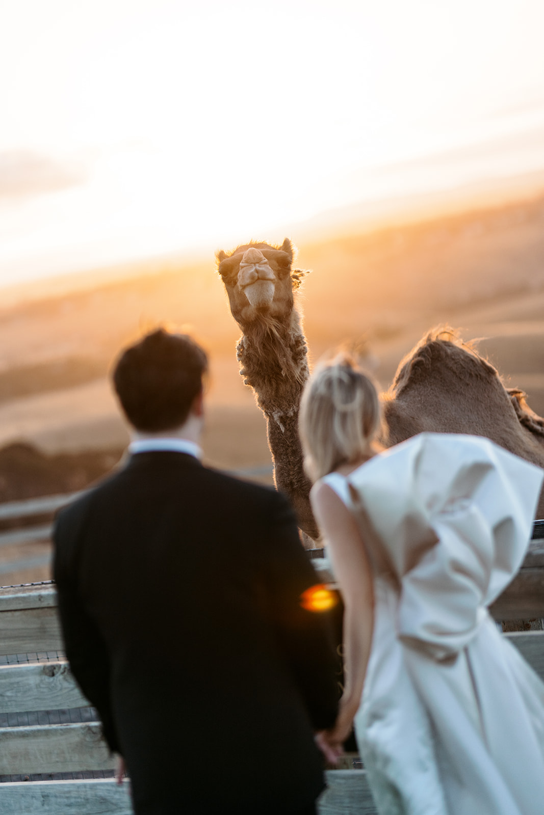 Bride and groom watching the sunset alongside a camel at Marnong Estate Winery, Melbourne, bride in custom silk gown with large back bow, wedding photography by Kinship by Kristy